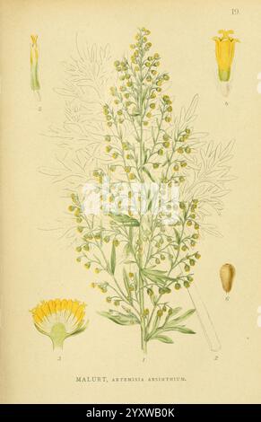 Billeder af Nordens Flora, København, G.E.C. Gad, 1901-1903 [d. h. 1907], Bildwerke, Pflanzen, Skandinavien, die Illustration zeigt die Pflanze Artemisia absinthium, allgemein bekannt als Wermut. In der Mitte ist die hohe, belaubte Struktur der Pflanze deutlich sichtbar und zeigt zahlreiche kleine gelb-grüne Blüten, die sich entlang der oberen Äste gruppieren. Die Hauptdarstellung umgibt detaillierte Studien verschiedener Teile der Pflanze: Eine Nahaufnahme des Blütenkopfes an der Spitze, die seine unverwechselbare Form und Färbung zeigt, sowie Anmerkungen zur Referenz. Zu den weiteren Merkmalen gehört die Seitenansicht einer Blume Stockfoto