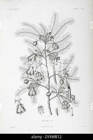 Tentamen, Florae, Abessinicae, Parisiis, Arthus, Bertrand, 1847-1851, Eine botanische Illustration zeigt eine detaillierte Untersuchung einer blühenden Pflanze mit langen Schoten und Haufen von zarten, glockenförmigen Blüten. Das komplizierte Design betont die federnden Blätter, die eine üppige, grüne Kulisse für die Blüten und Samenkapseln bilden. Jedes Element der Illustration wird akribisch gerendert und erfasst die einzigartigen Merkmale der Pflanzenanatomie, einschließlich der Verzweigungsstruktur und der Anordnung der Blüten und Schoten. Die Gesamtkomposition betont sowohl die Schönheit als auch den Komplex Stockfoto