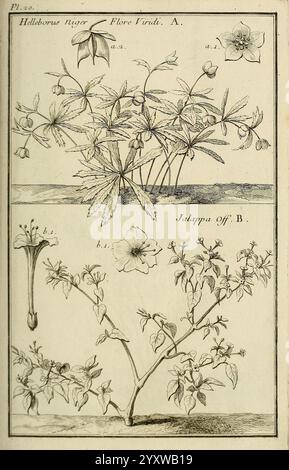 Les Figures des plantes et animaux d'use en medicine, Paris, Desprez, 1764-1765, materia medica, die Illustration zeigt zwei botanische Exemplare, die detailliert angeordnet sind. Im oberen Bereich befindet sich eine Pflanze mit der Bezeichnung „Hibiscus trigon“, die zarte Blüten mit bemerkenswerten sternförmigen Formen und aufwändig geformten Blättern zeigt, die durch ihre gelappten Formationen gekennzeichnet sind. Jedes Teil ist sorgfältig beschriftet, um die verschiedenen Komponenten wie Blüten und Laub hervorzuheben. Stockfoto