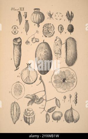 Plantenkunde voor Indië, Semarang, G. C. T. Van Dorp & Co, 1892, Indonesien, Plants, Eine wissenschaftliche Illustration mit einer Vielzahl von botanischen Exemplaren, die jeweils mit Buchstaben entsprechend ihrer Beschreibung gekennzeichnet sind. Das Display umfasst verschiedene Formen wie Samenkapseln, Früchte und blühende Teile. Bemerkenswerte Elemente sind eine längliche Frucht, kreisförmige Samenkästen und detaillierte Strukturen, die Fortpflanzungsstadien von Pflanzen darstellen. Die komplizierten Designs heben die Komplexität und Einzigartigkeit jedes einzelnen Exemplars hervor und tragen zu einem besseren Verständnis der Pflanzenanatomie und -Vielfalt bei. Das ARR Stockfoto