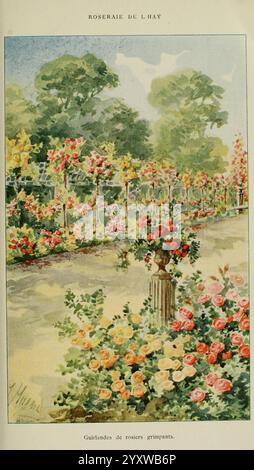 Les Roses Cultivées à l'Haÿ en 1902, Paris, Rousset, 1902. Rosa, Sorten, Shuggard, Rosa, Rose, Garten, Gartenarbeit, Gartengeschichten, in Blüte, Jules Gravereaux, ein lebendiger Rosengarten bietet eine wunderschön angeordnete Auswahl an blühenden Rosen in verschiedenen Farbtönen, darunter zartes Rosa, Gelb und Rot. Üppiges grünes Laub umgibt die Blumen und schafft eine malerische Kulisse der Natur. Im Vordergrund befindet sich ein wunderschön gefertigter Sockel mit einem Blumenstrauß gemischter Rosen, der der Szene Eleganz verleiht. Die Gartenwege sind von Rosenbüschen gesäumt, die zu einem Horizont mit mehr Grün und Bäumen führen Stockfoto