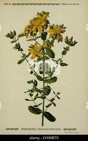 Pflanzen der Heimat Leipzig, Quelle und Meyer, 1913. Deutschland, Bildwerke, Pflanzen, der New York Botanical Garden, Hypericum perforatum, eine Illustration von Hypericum perforatum, allgemein bekannt als Johanniskraut. Diese Pflanze zeichnet sich durch ihre zarten gelben Blüten mit fünf Blütenblättern aus, die in Clustern auf grünen, belaubten Stämmen angeordnet sind. Die Blätter sind oval und wachsen gegensätzlich entlang der Stiele. Der Hintergrund enthält eine markierte botanische Terminologie, die den wissenschaftlichen Namen und den allgemeinen Namen der Pflanze angibt, was den pädagogischen Aspekt dieser Darstellung unterstreicht. Das detaillierte Rendering Hi Stockfoto