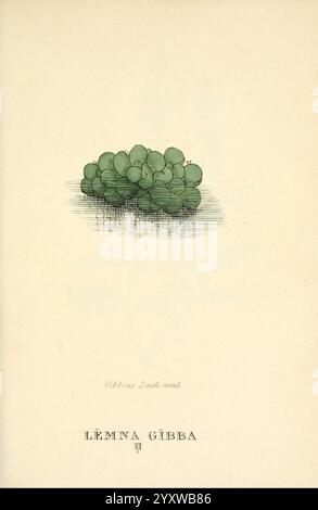 Elements of the Science of Botany London, gedruckt von T. Bensley für J. Murray 1812 Plants Classification Pictorial Works, Eine Gruppe kleiner, abgerundeter grüner Pflanzen, die auf der Oberfläche eines Wasserkörpers schweben. Die zarten Formen und Muster schaffen eine ruhige und ruhige Szene. Unterhalb der Abbildung ist der wissenschaftliche Name „Lemna gibba“ elegant eingeschrieben, was seine Identität als eine Art von Entenweed symbolisiert. Die gesamte Ästhetik weckt ein Gefühl natürlicher Schönheit und botanischer Studien. Stockfoto