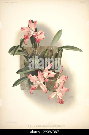 Reichenbachia, St. Albans, London, New York, F. Sander & Co, Orchid Growers & Importers, H. Sotheran & Co, I. Forstermann, 1888-1890. Orchidaceae, Laelia autumnalis xanthotropis, Laelia autumnalis, Henry Frederick Conrad Sander, Orchideen, Botanik, Blumen, Henry George Moon, die Darstellung zeigt eine atemberaubende Anordnung von Lelia autumnalis xanthotropsis, die sich durch ihre leuchtenden rosa und weißen Blüten auszeichnet. Die zarten Blüten zeigen komplizierte Blütenmuster, die sich wunderbar mit dem üppigen, grünen Laub abheben. Die Pflanzen sind auf einer strukturierten Oberfläche montiert, was ihre natürliche Schönheit unterstreicht. Dies Stockfoto