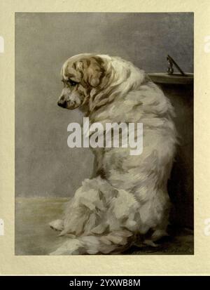 Der, die Macht, der, der, der Hund, London, Hodder und Stoughton,[1910 oder 1911,] Hunderassen, Hunde, Bilder, Illustrationen, canisfamiliaris, Pyrenäen, Berg, Hund, Maudearl, Maud, Alice, Earl, Frauen, in, Wissenschaft, ein sanfter, flauschiger Hund sitzt im Profil und blickt nachdenklich in die Ferne. Sein Fell ist weich und fließend, mit Anklängen von Creme und weiß, die eine warme und einladende Präsenz schaffen. Die Haltung des Hundes ist entspannt und doch königlich, was ein Gefühl der Ruhe vermittelt. Dahinter sorgt ein dezenter Hintergrund für Tiefe, ohne die Aufmerksamkeit vom ruhigen Ausdruck auf dem Gesicht des Hundes abzulenken und seine seelenvollen Augen hervorzuheben Stockfoto