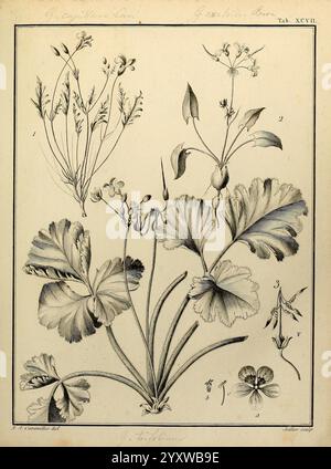 Monadelphiae Classis Dissertationes Decem Parisiis apud F.A. Didot 1785-1790 Pflanzen Spermatophyta Pictorial Works, die Illustration zeigt eine detaillierte botanische Studie, die mehrere Pflanzenarten darstellt. Die Anordnung zeigt drei Primärproben mit unterschiedlichen Merkmalen Stockfoto