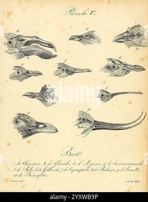 La galerie des oiseaux, Paris, Carpentier-Méricourt, 1834, Vögel, diese Illustration zeigt eine Reihe detaillierter anatomischer Zeichnungen verschiedener Kopffüßarten. Jede beschriftete Figur zeigt die besonderen Merkmale der Schnäbel und Köpfe der Kreaturen und gibt Einblicke in ihre biologische Struktur. Die Entwürfe heben die Vielfalt dieser Meerestiere hervor, wobei komplizierte Linien die Form und Eigenschaften jedes einzelnen Exemplars erfassen. Das Layout erleichtert eine vergleichende Untersuchung und betont die Anpassungen, die verschiedene Arten für ihre Umgebung entwickelt haben. Stockfoto