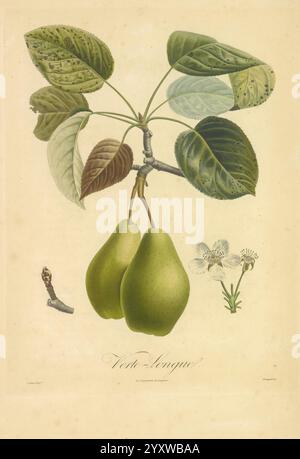 Pomologie francaise, Paris, Langlois et Leclercq, 1846, Arbres fruitiers, Field Guides, Frankreich, Obstbäume, Obstkultur, Obst, Identifizierung, Pflanzen, Eine botanische Illustration mit einem Zweig einer fruchttragenden Pflanze mit zwei üppigen grünen Birnen, die davon hängen. Die Blätter sind gut sichtbar und zeigen eine Vielzahl von Farbtönen und komplizierten Texturen. Die Birnen umgeben zarte Blüten mit fünf Blütenblättern, die der Komposition ein florales Element verleihen. Daneben ist eine kleine raupe abgebildet, die auf das Ökosystem der Anlage hinweist. Das Kunstwerk trägt die Bezeichnung 'Verte Lengue', Streszin Stockfoto