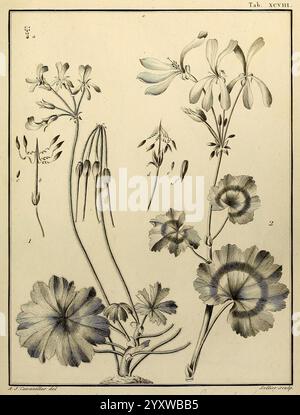 Monadelphiae, Classis, Dissertationes, Decem, Parisiis, apud F. A. Didot, 1785-1790, Pflanzen, Spermatophyten, Bildwerke, eine botanische Illustration, die eine Vielzahl von blühenden Pflanzen zeigt. Die Komposition zeigt detaillierte, beschriftete Darstellungen verschiedener Arten, die ihre einzigartigen Formen und Strukturen hervorheben. Zarte Blütenblätter und filigrane Stamen werden akribisch verarbeitet und unterstreichen die natürliche Schönheit und Vielfalt der Flora. Jede Pflanze ist nummeriert, was eine wissenschaftliche Referenz zur Identifizierung darstellt. Das Kunstwerk fängt die Eleganz der botanischen Kunst ein und macht es zu einer wertvollen Ressource für Stockfoto