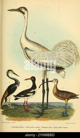 Amerikanische Ornithologie oder die Naturgeschichte der Vögel der Vereinigten Staaten, Petter & Galpin[187-]. Vögel, Vereinigte Staaten, dreifarbiger Reiher, Eretta Tricolor haematopus palliatus, amerikanischer Austernfischer, Langschnabelbrach, numenius americanus, grus americana, diese Abbildung zeigt eine Reihe von Wasservögeln, die ihre Besonderheiten und Eigenschaften zeigen. Die zentrale Figur ist ein hoch aufragender Kran mit elegantem Gefieder und langen, schlanken Beinen, die für Eleganz und Höhe stehen. Links davon steht ein schwarz-weißer Vogel mit auffälligen Farben und einer schlanken, langgestreckten Form Stockfoto