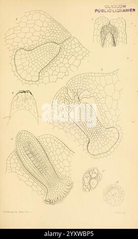 Zur Keimung, Entwicklung und Fruktifizierung der höheren Cryptogamia, London, Pub. Für die Ray Society von R. Hardwicke, 1862. Koniferen, Pteridophyta, Pflanzenmorphologie, diese Illustration zeigt eine Reihe detaillierter und komplizierter wissenschaftlicher Skizzen, die verschiedene Aspekte von Zellstrukturen oder Geweben darstellen, wahrscheinlich in Verbindung mit botanischen oder biologischen Studien. Jedes beschriftete Teil zeigt unterschiedliche Vergrößerungen oder Perspektiven von Zellformationen, wodurch die geometrischen Muster und die organisatorische Komplexität von Zellwänden oder Membranen hervorgehoben werden. Die begleitenden Nummern geben einen bestimmten Det an Stockfoto