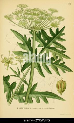 Billeder af nordens Flora. v.1 København, G.E.C. Gad's Forlag, 1917-1927 Finnland Pictorial Works Plants Scandinavia The New York Botanical Garden Heracleum sphondylium Bjørneklo Heracleum sphondylium, die Abbildung zeigt eine botanische Studie der Pflanze Hemacleum sphondylium, allgemein bekannt als Kuhpfannennip. Hervorzuheben sind die großen, gezackten Blätter, die ihre unverwechselbare Form und Struktur zeigen. Das Blattwerk wird durch detaillierte Darstellungen der Blütentrauben und der Fruchtkörper begleitet, die einen Einblick in die Fortpflanzungseigenschaften der Pflanze geben. Jede Komponente ist nummeriert Stockfoto