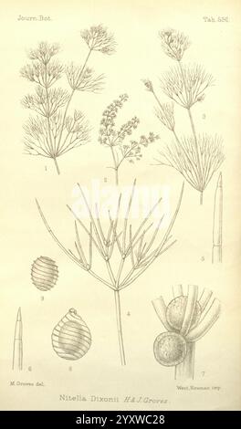 Journal of Botany, British and Foreign, London, Robert Hardwicke, 1863-1942, Botanik, Großbritannien, Zeitschriften, Pflanzen, diese Illustration zeigt eine Sammlung botanischer Studien, die verschiedene Elemente der Nitella dixonii Pflanze zeigen. Jedes beschriftete Teil ist sorgfältig gezeichnet, um die empfindlichen Merkmale der Anlage hervorzuheben. Stockfoto