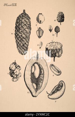 Plantenkunde voor Indië, Semarang, G. C. T. Van Dorp & Co, 1892, Indonesien, Plants, Eine botanische Illustration, die verschiedene Früchte und Samen mit einem Schwerpunkt auf ihre komplexen Strukturen zeigt. Die Komposition umfasst einen Koniferenzkegel an der Oberseite, detaillierte florale Teile mit Etiketten, die spezifische Merkmale anzeigen, und Papayabschnitte, die ihr fleischiges Inneres mit Samen freigeben. In der Umgebung befinden sich andere Saatgutsorten, die jeweils für Bildungszwecke gekennzeichnet sind und die Vielfalt der Pflanzenmorphologie hervorheben. Diese Darstellung dient als wertvolle Referenz für das Verständnis der Eigenschaften von Difference Stockfoto