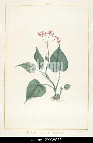 Stirpes novae, Parisiis, ex typographia Philippi-Dionysii Pierres, 1784-85, Plants, Eine botanische Illustration, die eine Begonia-Pflanze zeigt, insbesondere die Art ''Erminea''. Die Abbildung zeigt üppige, breite Blätter mit einem auffälligen Aderenmuster und zarte rosa Blüten, die von der Spitze des Stängels hervorgehen. Die Pflanze wird mit einem Fokus auf ihre komplizierten Details dargestellt, einschließlich der abgerundeten Basis, aus der der Stamm steigt. Das Etikett am unteren Rand kennzeichnet die Pflanze deutlich als „Begonia Erminea“, was zu einer eleganten Präsentation dieser einzigartigen Art beiträgt. Stockfoto