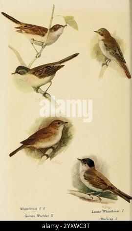 Britische Vögel in ihren Haunts, London, Dutton[1922], Großbritannien, Vögel, Sylvia atricapilla, Blackcap, Lesser Whitethroat, Sylvia communis, Sylvia curruca, gewöhnliches Whitethroat, Sylvia Borin, Garden Warbler, Eine wunderschöne Illustration, die verschiedene Vogelarten zeigt, darunter Whitethroat, Garden Warbler, Lesser Whitethroat und Blackcap. Jeder Vogel ist auf Ästen thronend dargestellt und zeigt seine besonderen Merkmale und sein Gefieder. Die Illustration enthält wissenschaftliche Etiketten für jede Art, die das Verständnis der Zuschauerinnen und Zuschauer für ihre Identität verbessern. Das Bildmaterial hebt das zarte Detail hervor Stockfoto