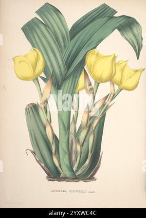 Pescatorea, Bruxelles, M. Hayez, 1860, Orchidaceae, eine lebendige botanische Illustration zeigt eine Gruppe von gelben Tulpen, von denen sich jedes mit zarten Blütenblättern an den Kanten sanft kräuselt. Die Tulpen sind elegant gepaart mit üppigen, breiten grünen Blättern, die einen auffälligen Kontrast zu den hellen Blüten bilden. Inmitten des Laubs befinden sich schlanke Knospen, die auf das Versprechen zukünftiger Blüten hinweisen. Die Details in den Blättern und Blüten heben die natürliche Schönheit und die komplizierten Strukturen der Pflanze hervor und verkörpern die zarte Balance des Designs der Natur. Auf dem beigefügten Etikett wird die Art angegeben und eine Information hinzugefügt Stockfoto