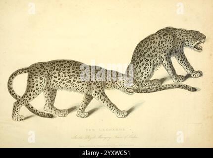 Die Wunder des Tierreichs, London, T. Kelly, 1830, Großbritannien, Leoparden, Zootiere, Menagerien, Tierverhalten beliebte Werke, die Illustration zeigt zwei Leoparden in einem naturalistischen Stil, die ihre charakteristischen gefleckten Mäntel und muskulösen Formen zeigen. Die Tiere werden in einer fesselnden Pose dargestellt, die ihre Anmut und Beweglichkeit betont. Ein Leopard steht auf seinen Hinterbeinen, während der andere abgesenkt wird, wodurch ein dynamisches Bewegungsgefühl entsteht. Die komplizierten Details heben die Textur ihres Fells, die Krümmung ihrer Körper und die Intensität ihrer Körperhaltungen hervor Stockfoto