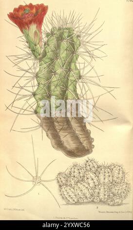 Curtis's Botanical Magazine, London, New York, Botanik, Zeitschriften, malerische Werke, Matilda Smith, Curtis, Cereus Mojavensis, Kalifornien, Vereinigte Staaten von Amerika, Echinocereus Triglochidiatus, Mojave Igel, Flowers, Joseph Dalton Hooker, Frauen in der Wissenschaft, Matilda Smith, Kakteen, Kakteen, Pflanze, die Illustration zeigt eine detaillierte Untersuchung eines Kaktusses und zeigt seine einzigartige Form und Struktur. Die Pflanze ist mit markanten, scharfen Stacheln dargestellt, die ihr raues Äußere prägen, während eine leuchtend rote Blume am Scheitelpunkt blüht und einen schönen Kontrast zum Grün der Kakteen bildet. Unterhalb des Hauptbereichs Stockfoto