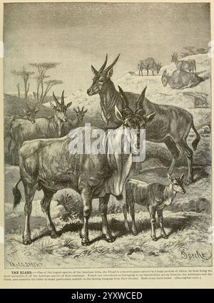 Brehm's Life of Animals, Band 1, Mammalia, Chicago, Marquis, 1895, Säugetiere, Eland, Tierverhalten Common Eland, taurotragus oryx., Eine Gruppe von Elands, bekannt für ihre beeindruckende Größe und ihre langen Spiralhörner, wird in einer natürlichen Umgebung dargestellt. Unter ihnen steht ein junges Kalb in der Nähe eines größeren Erwachsenen, was die pflegende Beziehung zwischen den Arten verdeutlicht. Die umliegende Landschaft verfügt über karge Vegetation und weit entfernte Hügel, die auf ihren typischen Lebensraum in afrikanischen Savannen hinweisen. Die Szene fängt die ruhige und doch wachsame Natur der Herde ein, wobei einige Menschen weiden, während andere beobachten Stockfoto