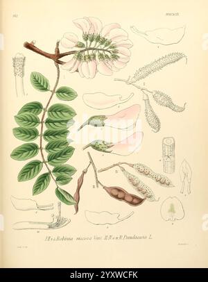 Icones florae Germanicae et Helveticae, Simul Pedemontanae, Tirolensis, Istriacae, Dalmaticae, Austriacae, Hungaricae, Transylvanicae, Moravicae, Borussicae, Holsaticae, Belgicae, Hollandicae, ergo Mediae Europae. Lipsiae, F. Hofmeister 1834-1912. [v. 1, 1850], Europa, Bildwerke, Pflanzen, die Abbildung zeigt eine Vielzahl botanischer Elemente, die die detaillierte Struktur der Robinia pseudoacacia, allgemein bekannt als Schwarze Heuschrecke, zeigen. Die Komposition zeigt einen markanten Zweig mit abwechselnden, zusammengesetzten Blättern, die neben den zarten, rosafarbenen Blüten eine Reihe von Flugblättern zeigen Stockfoto