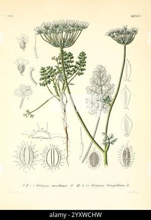 Icones, florae, Germanicae, et, Helveticae, simul, Pedemontanae, Tirolensis, Istriacae, Dalmaticae, Austriacae, Hungaricae, Transylvanicae, Moravicae, Borussicae, Holsaticae, Belgicae, Hollandicae, ergo, Mediae, Europae, Lipsiae, F. Hofmeister, 1834-1912, v. 1, 1850, Europa, Bild, Werke, Pflanzen, die Abbildung zeigt eine botanische Untersuchung der Pflanze *Coriandrum sativum*, die allgemein als Koriander oder Koriander bekannt ist. Hervorzuheben sind die detaillierten Blütenstängel der Pflanze, die kleine weiße Blüten zeigen. Unten sind mehrere Darstellungen der Samen und Querschnitte des Stockfoto