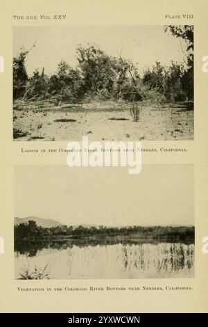 The Auk, Washington, D.. C, American Ornithologists' Union, 1884, Vögel, Zeitschriften, der visuelle Inhalt zeigt zwei unterschiedliche Szenen der Böden des Colorado River in der Nähe von Needles, Kalifornien. Die obere Platte zeigt eine Lagune, die eine ruhige Landschaft mit verstreuter Vegetation und einer natürlichen Umgebung zeigt. Die untere Platte zeigt die üppige Vegetation, die entlang der Flüsse blüht, mit einem ruhigen Gewässer, das die umliegende Flora reflektiert. Zusammen zeigen diese Szenen die vielfältigen Ökosysteme in dieser Region und betonen das Zusammenspiel von Wasser und Pflanzenleben in Hülle Stockfoto