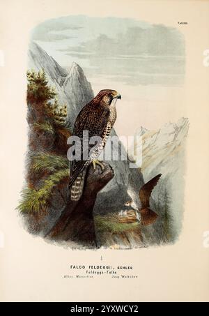 Die Raubvögel Deutschlands und des angrenzenden Mitteleuropas, Cassel [Germany], Verlag von Theodor Fischer, 1876, Germany, Greifvögel, Falknerei, Osteuropa, Lanner Falke, Falco biarmicus, Eine eindrucksvolle Darstellung eines Falken auf einem Felsvorsprung, der seine majestätische Präsenz in einer bergigen Landschaft zeigt. Der Vogel zeigt komplizierte Federmuster mit satten Brauntönen und subtilen Anklängen von helleren Tönen, die seinen scharfen Blick und seine scharfen Krallen unterstreichen. Im Hintergrund erheben sich zerklüftete Berggipfel gegen einen weichen Himmel und verleihen der Szene Tiefe. Unter dem Falken ist ein weiterer Vogel zu sehen Stockfoto