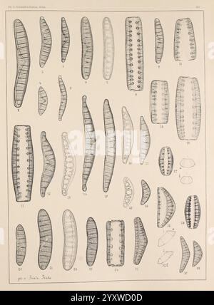 Atlas der Diatomaceen-Kunde, Leipzig, O.R. Reisland, 1874-19, Atlanten, Bacillariophyceae, Eine Sammlung aufwändig illustrierter Darstellungen verschiedener langgestreckter, segmentierter Strukturen. Die Zeichnungen zeigen eine Vielzahl von Formen und Größen und heben verschiedene Merkmale wie Grate, Kurven und Muster hervor. Jede Abbildung ist mit einer Zahl gekennzeichnet, die auf eine systematische Klassifizierung hinweist, die möglicherweise mit biologischen Proben oder anatomischen Studien zusammenhängt. Die Anordnung betont die Vielfalt der Formen und Strukturen und lädt dazu ein, die verschiedenen Exemplare genauer zu untersuchen und zu vergleichen. Stockfoto