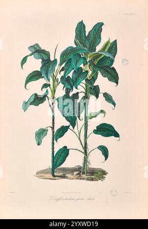 Icones Aroidearum Vindobonae 1857 Araceae Pictorial Works Aroids Diffenbachia picta, das Kunstwerk zeigt zwei lebendige Pflanzen mit üppigen, strukturierten Blättern, die eine reiche Vielfalt an Grüntönen zeigen. Jede Pflanze steht aufrecht, mit Blättern, die durch einzigartige Muster von Sprenkeln und Adern gekennzeichnet sind, was ihr Aussehen tiefgründig macht. Die Komposition unterstreicht die natürliche Eleganz und die komplizierten Details des Laubs und lädt den Betrachter ein, die Schönheit der botanischen Vielfalt zu schätzen. Unter den Pflanzen ist der wissenschaftliche Name „Diphyllanthus“ elegant eingeschrieben, der die dargestellte Art angibt. Stockfoto