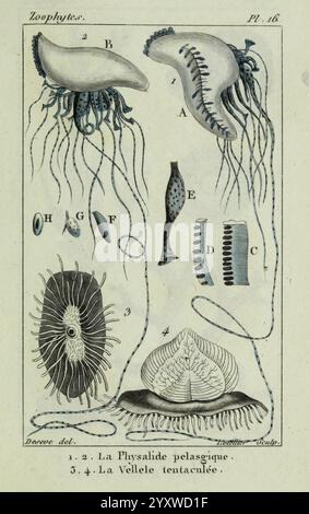 Atlas des zoophytes Paris Roret libraire rue Hautefeuille au Coin de celle du battoir 18 annelida Atlanten cnidaria echinodermata Aale Helminthen Würmer, diese Abbildung zeigt verschiedene Meereslebewesen und konzentriert sich auf ihre einzigartigen Strukturen und Merkmale. Stockfoto