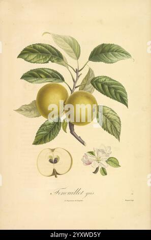 Pomologie francaise, Paris, Langlois et Leclercq, 1846, arbres fruitiers, Field Guides, Frankreich, Obstbäume, Obstkultur, Obst, Identifizierung, Pflanzen., Eine botanische Illustration zeigt einen Zweig, der mit zwei Reifen, gelblich-grünen Äpfeln geschmückt ist, umgeben von üppig grünen Blättern. Unter den Äpfeln zeigt ein geschnittener Apfel sein Inneres, der das helle Fleisch und die zentralen Samen zeigt. Begleitet wird die Frucht durch ein zartes Arrangement aus blassrosa Blüten, das die natürliche Schönheit des Apfels unterstreicht. Die Illustration ist elegant mit dem Namen „Frenouillet type“ beschriftet, was ihren künstlerischen und wissenschaftlichen Charakter unterstreicht Stockfoto