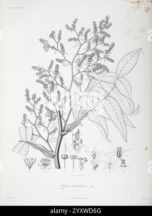 Tentamen florae Abyssinicae, Parisiis, Arthus Bertrand, 1847-1851, Eine detaillierte botanische Illustration zeigt eine Pflanze der Gattung Rhus, insbesondere Rhus aromatica. Die Darstellung zeigt eine verzweigte Struktur mit kleinen Blüten und markanten Blättern, die zusammengesetzt und gezackt sind. Um den zentralen Ast herum befinden sich verschiedene markierte botanische Komponenten, darunter Blütenteile und Details, die die Fortpflanzungsstrukturen hervorheben. Die Illustration betont die komplizierten Muster der Blätter und die allgemeine Morphologie der Pflanze und dient als Lehrmittel Stockfoto