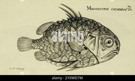 M. E. Blochii Systema Ichthyologiae Iconibus CX Illustratum v.2 Berolini Sumtibus Auctores Impressum et Bibliopolio Sanderiano Commissum 1801 Fische Ichthyology Johann Friedrich Hennig Fisch Monocentris Cataphracta Monocentris Japonica Pinecone Fish Hist Sci Art, eine detailreiche Darstellung der Fischart Monocentris cataphracta, allgemein bekannt als Bullseye Pufferfisch. Die Zeichnung zeigt die Besonderheiten des Fischs: Sein abgerundeter Körper, der mit strukturierten Schuppen bedeckt ist, große ausdrucksstarke Augen und hervorstehende Rücken- und Brustflossen. Die Abbildung betont die einzigartigen Ausbuchtungen Stockfoto