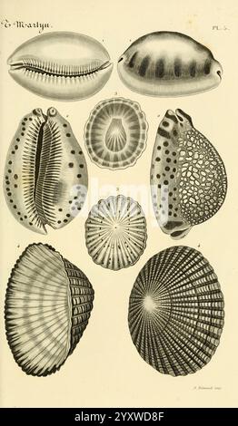 Le conchyliologiste universel, ou, figures des coquilles jusqu'à présent inconnues recueillies en divers voyages à la mer du sud depuis l'année 1764, Paris, A. Franck, libraire-éditeur, 1845, Mollusken, Bildwerke, eine komplizierte Illustration mit einer Sammlung verschiedener Arten von Muscheln, die visuell ansprechend angeordnet sind. Die Schalen zeigen verschiedene Formen und Muster, darunter glatte, abgerundete Formen und kompliziertere Exemplare mit Streifen und Flecken. Jede Schale ist als Referenz nummeriert, was eine detaillierte Untersuchung ihrer unterschiedlichen Merkmale angibt. Die Zusammensetzung Stockfoto