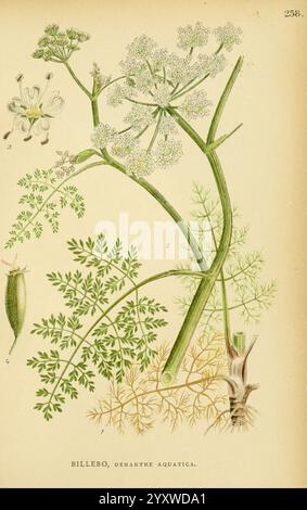 Billeder af Nordens Flora, København, G.E.C. Gad, 1901-1903 [d. h. 1907], Bildwerke, Pflanzen, Skandinavien, die Illustration zeigt die Pflanze, die als ''Billebo ' bekannt ist, wissenschaftlich als Oenanthe aquatica klassifiziert ist. Sie zeigt deutlich die komplizierte Struktur der Pflanze, einschließlich ihrer zarten weißen Blüten und gefiederten grünen Blätter. Das detaillierte Rendering hebt die Besonderheiten der Pflanze hervor, wie die segmentierten Stämme und das Wurzelsystem, umgeben von botanischen Noten. Verschiedene Teile der Pflanze sind zu Bildungszwecken gekennzeichnet, was zu einem besseren Verständnis des Morphols beiträgt Stockfoto