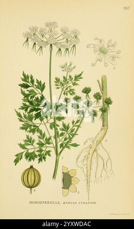 Billeder af nordens Flora København, G.E.C. Gad's Forlag, 1917-1927, Finnland, Bildwerke, Pflanzen, Skandinavien, der New York Botanical Garden, Aethusa cynapium, Hunte persille, die Illustration zeigt *Aethusa cynapium*, allgemein bekannt als NarrenPetersilie. Die Pflanze ist mit detaillierten botanischen Beschriftungen dargestellt, die ihre charakteristischen Merkmale verdeutlichen. Die Zeichnung zeigt den blühenden Stamm, der mit kleinen weißen Blüten verziert ist, sowie die Blätter, die fein geteilt sind und denen von Petersilie ähneln. Zusätzlich wird in der Abbildung das Wurzelsystem und ein Kreuz- Stockfoto