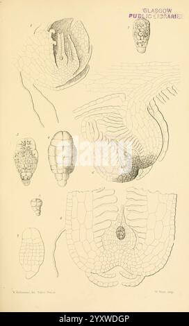 Zur Keimung, Entwicklung und Fruktifizierung der höheren Cryptogamia, London, Pub. Für die Ray Society von R. Hardwicke, 1862, Koniferen, Pflanzenmorphologie, Pteridophyta, diese Abbildung zeigt detaillierte wissenschaftliche Darstellungen verschiedener Formen von Pflanzen- oder Tierstrukturen, einschließlich Entwicklungsstadien und zellulärer Organisation. Die nummerierten Figuren zeigen unterschiedliche Formen und Texturen, wobei der Schwerpunkt auf komplizierten Mustern und Ebenen liegt. Der obere Abschnitt scheint eine blühende oder reproduktive Struktur hervorzuheben, während zusätzliche Bilder komplexere anatomische Merkmale darstellen, möglicherweise Stockfoto