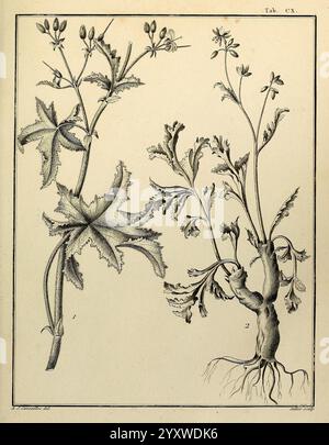 Monadelphiae classis dissertationes decem Parisiis apud F.A. Didot 1785-1790 Pflanzen Spermatophyten Bildwerke, diese Illustration zeigt zwei unterschiedliche Pflanzen in einer botanischen Studie. Links zeigt die Pflanze breite, gelappte Blätter mit einer strukturierten Oberfläche und mehrere kleine, zarte Blüten, die aus ihren obersten Ästen herausragen. Die rechte Seite zeigt eine weitere Pflanze mit einer kompakteren Struktur, die ein kompliziertes Wurzelsystem aufweist, das teilweise freigelegt ist. Die schlanken Stiele sind mit kleineren Blättern und Blütenbündeln verziert, was die Vielfalt und Komplexität von pla veranschaulicht Stockfoto