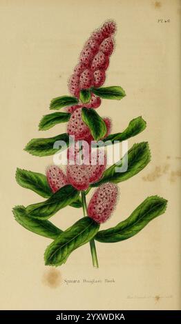 Annales de la Société royale d'Agriculture et de botanique de Gand, Gand, Société royale d'Agriculture et de botanique, 1845-1849, Botanik, Gartenbau, Gesellschaften, Blumen, Spiraea douglasii, Eine botanische Illustration von Spiraea douglasii, die seine unverwechselbaren hohen Spitzen mit zahlreichen kleinen, rosa, flauschigen Blüten zeigt, die dicht gruppiert sind. Die Blätter sind oval und gezackt, abwechselnd entlang des Stiels angeordnet und weisen einen tiefgrünen Farbton auf. Diese Pflanze gedeiht in feuchten Umgebungen und kommt oft in Feuchtgebieten vor, was der Umgebung eine lebendige Farbe und Textur verleiht. Die Innenseite Stockfoto