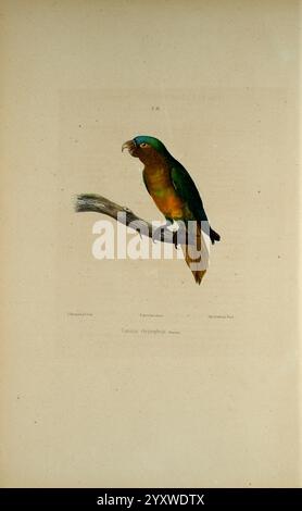 Iconographie des perroquets, Paris, P. Bertrand, 1857, Bird, Vögel, Papageien, Papageien, Bildwerke, beliebte Werke, Eupsittula pertinax, Braunschlauchsittich, Ein wunderschön illustrierter Papagei, der auf einem Zweig thront und eine lebhafte Farbpalette mit vorwiegend grünem Kopf, warmer orangefarbener Brust und gelben Anklängen an den Schwanzfedern zeigt. Der neugierige Ausdruck des Vogels wird durch seinen scharfen Schnabel und sein helles Auge verstärkt, was ihn zu einer fesselnden Darstellung der Vogelperspektive macht. Die natürliche Umgebung betont seine Verbindung zur Wildnis und lädt zu Bewunderung für seine Eleganz und die Kunstfertigkeit ein Stockfoto