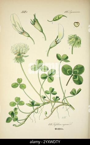 Prof. Dr. Thomé's Flora von Deutschland, Österreich und der Schweiz, in Wort und Bild, für Schule und Haus, mit Tafeln von Walter Müller, Gera-Untermhaus, F.E. Köhler, 1886-1934, Werke, Deutschland, Österreich, Schweiz, Fabaceae, Floras, Kryptogamia zeigt die Illustration die verschiedenen Stufen und Teile der Kleepflanze, wissenschaftlich bekannt als Trifolium repens. Oben tauchen zarte weiße Blüten auf, mit detaillierten Darstellungen einzelner Blüten und ihrer charakteristischen Strukturen. Im Folgenden sind mehrere Blätter dargestellt, die durch ihre dreiblättrige Anordnung gekennzeichnet sind. Die Anlage verfügt über bo Stockfoto