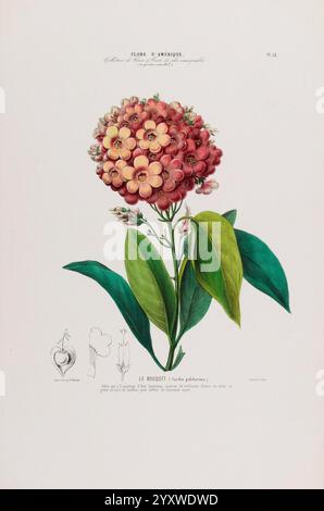 Flore d'Amérique, Paris, Gihaut 1843-1846, Amerika, Bildwerke, Pflanzen, Eine botanische Illustration mit einer lebendigen Blumenkette, bekannt als „Bouquet“ (oder „Bougainvillea“). Die Komposition unterstreicht die zarte Anordnung der Blüten in Rosa- und Rottönen, umgeben von üppig grünen Blättern. Detaillierte Etiketten begleiten die Illustration, die den wissenschaftlichen Kontext und die Beschreibung der Pflanze darstellen und ihre natürliche Schönheit und Komplexität betonen. Das Laub ergänzt die Blumendekoration und schafft eine harmonische Darstellung dieser Art, die sowohl für ihre dekorative Wirkung geschätzt wird Stockfoto