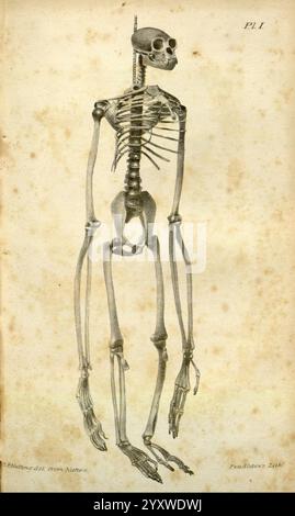 Boston, Journal of Natural History, Boston Society of Natural History. Eine detaillierte Abbildung eines menschlichen Skeletts steht aufrecht und zeigt seine anatomische Struktur. Der Skelettrahmen wird akribisch gerendert und hebt Schädel, Brustkorb, Wirbelsäule und Gliedmaßen hervor. betonen Sie ihre Proportionen und Verbindungen. Der Schädel zeigt Augenhöhlen, Nasenhöhle und Kiefer, während die Gliedmaßen mit einem Schwerpunkt auf der komplizierten Anordnung der Knochen in den Armen und Händen sowie in den Beinen und Füßen dargestellt werden. Der Hintergrund ist strukturiert, was die historische Atmosphäre der Darstellung unterstreicht, und die Il Stockfoto