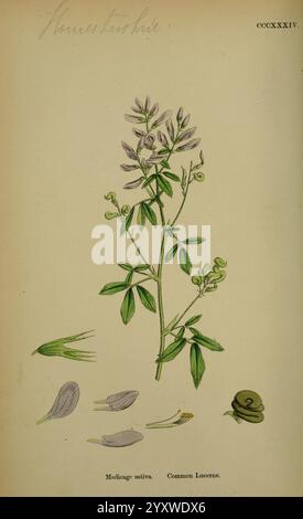 Englische, botanische oder farbige Figuren, britische Pflanzen, London, R. Hardwicke, 1863-1886, Großbritannien, Bildwerke, Pflanzen. die Illustration zeigt eine detaillierte botanische Studie über das gemeine Luzern, wissenschaftlich bekannt als Medicago sativa. Sie hebt die gesamte Pflanze mit ihren charakteristischen Blättern und Blütenteilen hervor und zeigt einzelne Blüten, Schoten und Samen. Die verschiedenen Phasen des Lebenszyklus der Pflanze sind dargestellt, um die Merkmale zu veranschaulichen, die bei ihrer Identifizierung hilfreich sind. Die beschrifteten Teile geben Klarheit über die Struktur der Blätter, Blumen und Samenkörner und unterstreichen den Plan Stockfoto