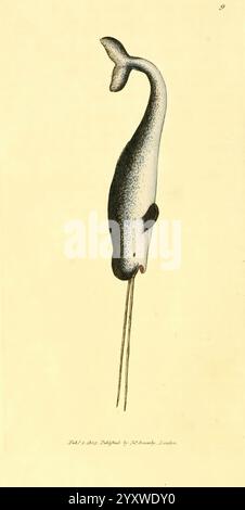 The British Miscellany, London, gedruckt von R. Taylor & Co, und verkauft vom Autor J. Sowerby von White, Johnson, Symonds und allen anderen Buchhändlern, 1806, Großbritannien, Bildwerke, Zoologie, Narwhal, Monodon monoceros, James Sowerby, James Sowerby, Großbritannien, ein Narwal, bekannt für seinen charakteristischen langen, spiralförmigen Stoßzahn, der einem Horn ähnelt, wird anmutig durch das Wasser schwimmend dargestellt. Das schlanke, stromlinienförmige Gehäuse verfügt über ein meliertes Muster in Grau und weiß mit einer etwas helleren Unterseite. Die Kreatur gleitet mühelos und zeigt ihre kraftvolle fluke am Schwanz, während der Stoßzahn außen liegt Stockfoto
