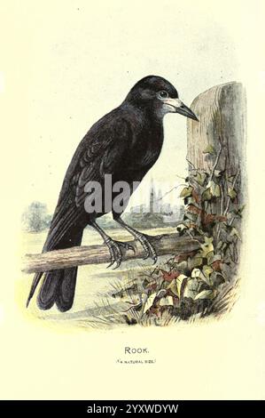 Vertraut Wild Birds London, New York, Cassell, 1883, Birds, Wörterbücher, Bildwerke, Turm, Corvus frugilegus, Turm, Ornithologie, walters Ways Land, Ein Turm thront auf einem rustikalen Zweig und zeigt seine glänzenden schwarzen Federn und unverwechselbaren hellen Schnabel. Der Vogel, bekannt für sein intelligentes Verhalten und sein soziales Verhalten, steht vor einer Kulisse mit zarten Weinstöcken, die auf seinen natürlichen Lebensraum hinweisen. Diese Illustration zeigt das Wesen dieser Korvidart, bekannt für ihre Anpassungsfähigkeit und komplexe Kommunikation. Die subtilen Details der Merkmale des Turms und das umgebende Laub sorgen für einen angenehmen Aufenthalt Stockfoto