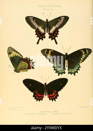 Illustrationen, neu, Spezies, Exotic, Schmetterlinge London, John Van Voorst, 1856-1876, Schmetterlinge, geografische Verteilung, schmetterlinge, Bildwerke, Speziation, William Chapman Hewitson, Papilio dardanus, Papilio philaetas, Papilio phalaecus zeigt eine Sammlung von vier verschiedenen Schmetterlingsarten aus der Familie Papilionidae, die sich speziell auf die Gattung Papilio konzentrieren. Jeder Schmetterling ist akribisch detailliert und zeigt seine einzigartige Farbe und Muster. Die Schmetterlinge sind mit ihren jeweiligen Kennungen gekennzeichnet, was die wissenschaftliche Klassifizierung unterstreicht. Die hervorgehobene Stelle Stockfoto