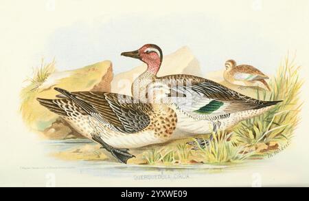 Inder, Sporting, Birds, London, Francis Edwards, 1915, Vögel, Wild und Wild Birds, Indien, die Szene zeigt ein Paar Enten in einer ruhigen natürlichen Umgebung. Die männliche Ente ist prominent ausgestellt und zeigt ihr unverwechselbares Gefieder mit komplizierten Mustern aus Braun, Schwarz und weiß, hervorgehoben durch ein auffälliges schillerndes Grün auf den Flügeln. Sein Kopf ist mit einem leuchtenden rötlichen Farbton verziert, was seinen Charme noch verstärkt. In der Nähe befindet sich ein kleinerer Vogel, möglicherweise ein Weibchen oder eine andere Art, der sich subtil mit der Umgebung verschmilzt. Der Hintergrund ist elegant mit weichen Formen der Vegetation dargestellt Stockfoto