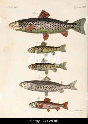 à Vienne Chez Antoine Pichler 1807 Natural History Juvenile Works Woods Hole zeigt eine Reihe von Forellenarten, die sorgfältig vom kleinsten bis zum größten angeordnet sind. Jeder Fisch ist mit komplizierten Details dargestellt, die seine einzigartigen Markierungen und Merkmale hervorheben. Die oberste Forelle zeigt eine lebhafte Färbung mit deutlichen Flecken, gefolgt von immer kleineren Arten, die Variationen in Größe, Form und Muster aufweisen. Die Zahlen sind nummeriert, wobei ihre Reihenfolge angegeben ist und möglicherweise auf bestimmte Identifizierungsdetails Bezug genommen wird Stockfoto